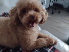 Caniche toy