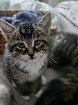 Mes amours de chatons