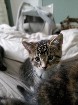 Mes amours de chatons