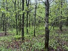 Wotton (Estrie) : Terrain constructible à vendre