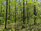 Bécancour: Terre à bois, 53 ac. 900 entailles