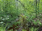 Bécancour: Terre à bois, 53 ac. 900 entailles
