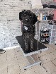 NOUVEAU STUDIO DE TOILETTAGE 