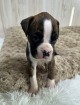 Adorable Brindle Boxer – Asher