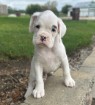 Adorable Brindle Boxer – Asher
