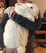 Lapin à donner