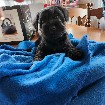 Schnauzer nain  bébé femelle noire
