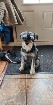 Schnauzer nain  bébé femelle noire