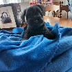 Schnauzer nain 