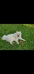 Samoyede mâle disponible pour saillie