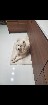 Samoyede mâle disponible pour saillie