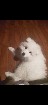 Samoyede mâle disponible pour saillie