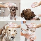 Brosse de bain pour chiens et chats 