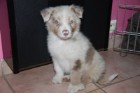 Je recherche pour mon chiot un foyer paisible