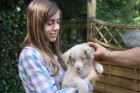 Je recherche pour mon chiot un foyer paisible