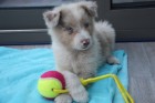 Je recherche pour mon chiot un foyer paisible