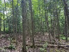 Sherbrooke (Estrie) : Terre à bois de 165,12 acres