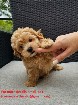 Toy Maltipoo ready for a new home