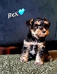 Chiots Schnauzers X Yorkshire
