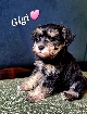 Chiots Schnauzers X Yorkshire