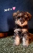 Chiots Schnauzers X Yorkshire