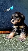 Chiots Schnauzers X Yorkshire