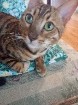 BENGAL   MALE   10  MOIS.......950  $