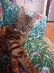 BENGAL   MALE   10  MOIS.......950  $