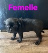 American bully pocket