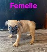 American bully pocket