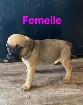 American bully pocket