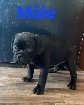 American bully pocket
