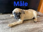 American bully pocket