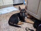 Chiots berger allemand 