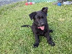Chiots berger allemand 