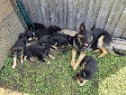 Chiots berger allemand 