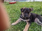 Chiots berger allemand 