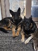Chiots berger allemand 