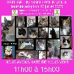 Journee adoption de chats et chatons 
