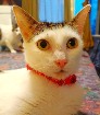 Journee adoption de chats et chatons 