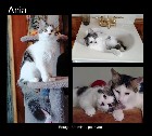 Journee adoption de chats et chatons 