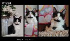 Journee adoption de chats et chatons 