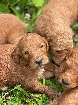 chiots Goldendoodle 