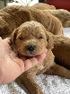 chiots Goldendoodle 