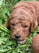 chiots Goldendoodle 