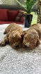 chiots Goldendoodle 