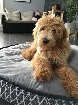 chiots Goldendoodle 
