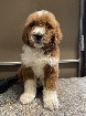 chiots Goldendoodle 