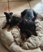 Chiot Mâle Manchester Terrier Nain