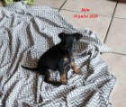 Chiot Mâle Manchester Terrier Nain
